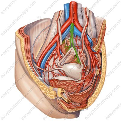 Superior rectal artery (a. rectalis superior)